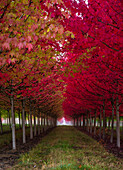 USA, Oregon, Forest Grove. A grove of trees in full autumn red.