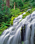 USA, Oregon, Proxy Falls. Proxy Falls rauscht durch den üppigen, mit Rhododendron gefüllten Wald der Oregon Cascades.
