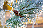 USA, Oregon, Bend. Ponderosa pine needles are encased in ice in Deschutes County, Oregon.