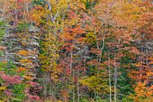 USA, Tennessee, Fall Creek Falls State Park. Cliff and forest in autumn