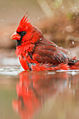 Northern Cardinal (Cardinalis cardinalis) male bathing in pond, Starr Co., Texas, USA, winter