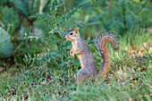 Östliches Fuchshörnchen (Sciurus Niger) auf Nahrungssuche auf Waldboden