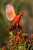Northern Cardinal (Cardinalis cardinalis) landing by Pyrocantha bush