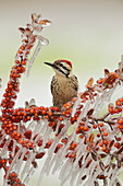 Ladder-backed Woodpecker (Picoides scalaris), adult male perched on icy branch of Yaupon Holly (Ilex vomitoria) with berries, Hill Country, Texas, USA