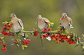 White-winged Dove (Zenaida asiatica), adults perched on Firethorn (Pyracantha Coccinea), with berries, Hill Country, Texas, USA