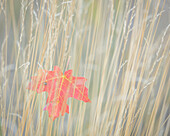 USA, Utah, Wasatch-Cache-Nationalwald. Ahornblatt in Herbstgräsern