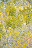 USA, Utah, Wasatch Mountain Range fresh autumn snows, Aspens just off of Highway 39 and Curtis Creek Rd.
