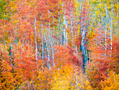 Colorful aspens in Logan Canyon during Autumn
