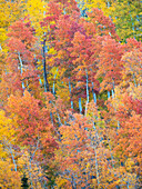 USA, Utah. Logan Canyon, colorful aspens.