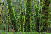 USA, Washington State, Seabeck. Moss-covered bigleaf maple trees and licorice ferns