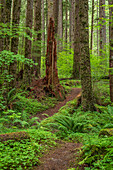 USA, Washington State, Olympic National Forest. Trail in forest