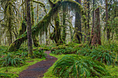 Moosiger üppiger Wald entlang des Maple Glade Trail im Quinault Rain Forest im Olympic National Park, Washington State, USA