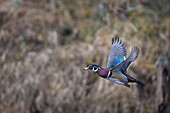 USA, Staat Washington. Erwachsene männliche Brautente (Aix Sponsa) fliegt über einen Sumpf.