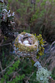 USA, Staat Washington. Annas Kolibri (Calypte anna) Nest mit zwei Eiern, hergestellt aus Pflanzenflaum, Moos, Spinnennetz und Flechten. Redmond.