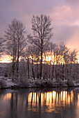 Sonnenuntergang hinter schneebedeckten Bäumen, die sich im Snoqualmie River, Washington, widerspiegeln.