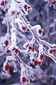 Nordamerika, USA, Washington, Whitman County. Schnee und Frost bedeckten Hagebutten.