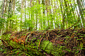 USA, Staat Washington, Issaquah. Ein umgestürzter Baum, Ammenstamm genannt, unterstützt und nährt neues Wachstum in den Wäldern von Tiger Mountain.