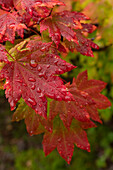 USA, Washington State, Bellevue. Dewdrops on red and yellow leaves of maple tree in autumn.