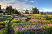 USA, Washington, Mt. Rainier NP, Tatoosh Range und Wildblumen, Blick vom Mazama Ridge. (Nicht verfügbar für Kalender 2020, weltweit)