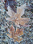 USA, Staat Washington. Zentrale Kaskaden, frostige Blätter.
