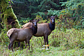 Roosevelt Cow Elk