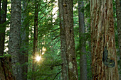 Sunburst, Waldinnenraum, Naturlehrpfad, Longmire, Mount-Rainier-Nationalpark, Washington State, USA
