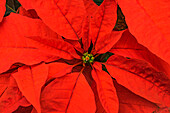 Rote Blütenblätter grün Zentrum Weihnachtsstern Blühende Makro, Bellevue, Washington State.