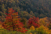 Autumn color in hardwood forest in Randolph County, West Virginia, USA