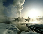 USA, Wyoming, Yellowstone National Park. Sunrise silhouette of elk at Castle Geyser