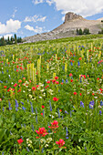 Wyoming, Grand Teton National Park, Spearhead Peak with a foreground of a wildflower meadow.