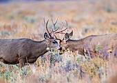 USA, Wyoming, Grand-Teton-Nationalpark. Zwei Mule Deer-Böcke kämpfen um die Vorherrschaft in den Ebenen der Salbeibürste
