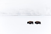 USA, Wyoming, Yellowstone-Nationalpark. Bison bewegt sich durch den tiefen Schnee mit dem Midway Geyser Basin im Hintergrund.
