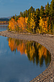 USA, Wyoming, Grand-Teton-Nationalpark. Herbstlaub entlang Jackson Lake.