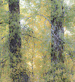 USA, Wyoming, Buffalo Fork River und Cottonwoods in Herbstfarben