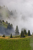 Bäume in lichten Bergwolken auf einer Almwiese, Schweizer Alpen, Kanton Luzern, Schweiz