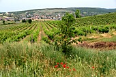 on the wine route near Prizren, Kosovo