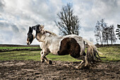 Majestic Paint Horse läuft auf einer ländlichen Weide