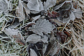 Close up beautiful, frost covered leaves