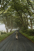 Man walking on tranquil, green, treelined rural road, Cardoness, Dumfries and Galloway, Scotland