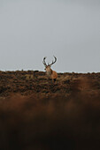 Elk standing in grassy field under overcast sky, Baslow, Derbyshire, England