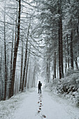 Man hiking on snow covered path below trees in winter woods, Snake Pass, Derbyshire, England