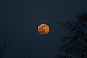 Full blood moon in dark night sky, Sheffield, South Yorkshire, England