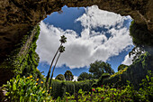 Low angle view lush foliage growing in cave under sunny sky, Umpherston Sinkhole, Australia