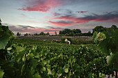 Scenic view tranquil, idyllic vineyard landscape, Provence, France\n
