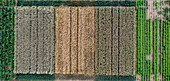 Aerial drone POV contrasting crop patches forming pattern in agricultural field