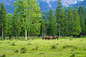 Pferde im Auwald des malerischen Isartals zwischen Wallgau und Vorderriß, Bayern, Deutschland