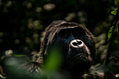 Ein Gorilla im Nebelwald, Uganda, Afrika