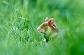 field hamster