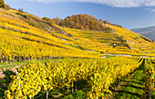 Vineyards near village Spitz in the Wachau. The Wachau is a famous vineyard and listed as Wachau Cultural Landscape as UNESCO World Heritage. Austria ()