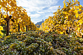 Weinlese durch traditionelle Handlese in der Wachau in Österreich. Die Wachau ist ein berühmter Weinberg und als UNESCO-Weltkulturerbe gelistet. Niederösterreich